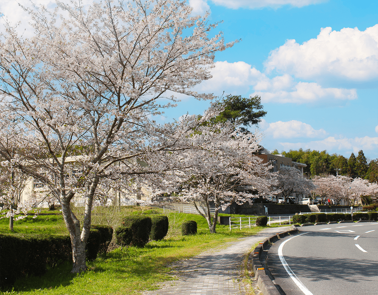 桜の画像1