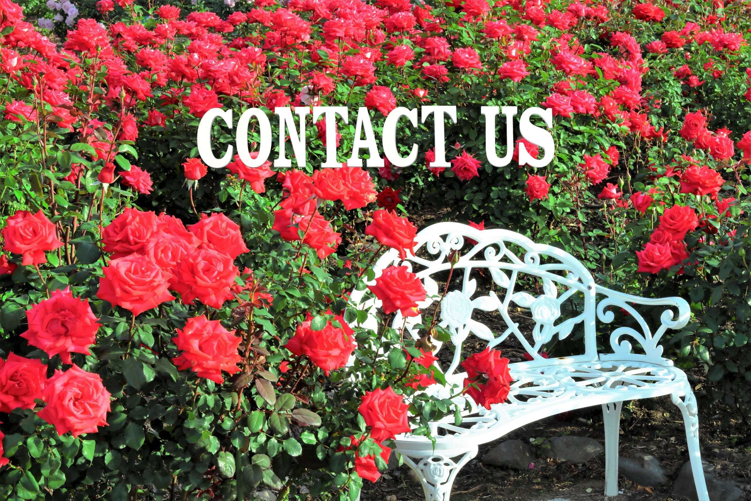 CONTACT US